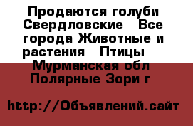 Продаются голуби Свердловские - Все города Животные и растения » Птицы   . Мурманская обл.,Полярные Зори г.